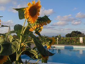 La piscina dell'Agriturismo A Pittara di Zambrone vicino a Tropea